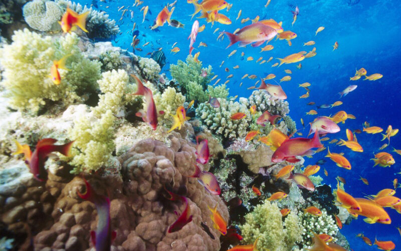 Sharm el naga bay.5